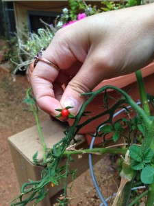 Our Last Tiny Tomato!
